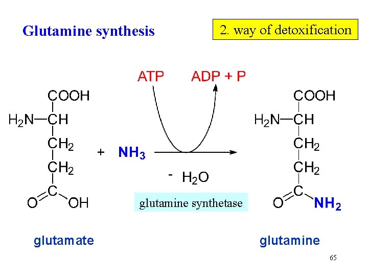 Glutamine synthesis 2. way of detoxification glutamine synthetase glutamate glutamine 65 