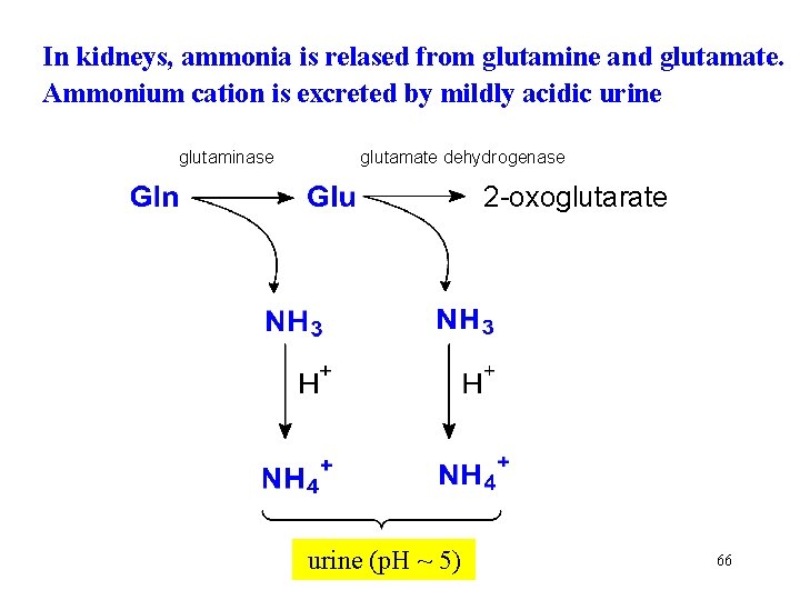 In kidneys, ammonia is relased from glutamine and glutamate. Ammonium cation is excreted by