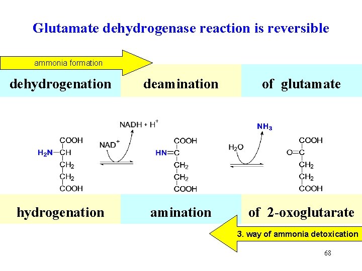 Glutamate dehydrogenase reaction is reversible ammonia formation dehydrogenation deamination of glutamate hydrogenation amination of