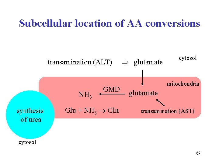 Subcellular location of AA conversions transamination (ALT) NH 3 synthesis of urea GMD Glu