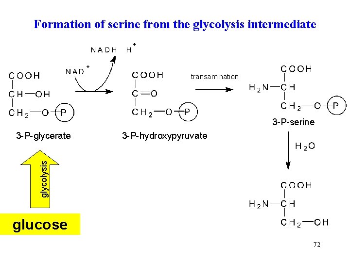 Formation of serine from the glycolysis intermediate transamination 3 -P-serine 3 -P-hydroxypyruvate glycolysis 3