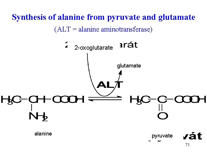 Synthesis of alanine from pyruvate and glutamate (ALT = alanine aminotransferase) 2 -oxoglutarate glutamate