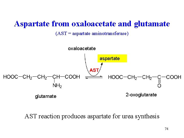 Aspartate from oxaloacetate and glutamate (AST = aspartate aminotransferase) oxaloacetate aspartate glutamate 2 -oxoglutarate