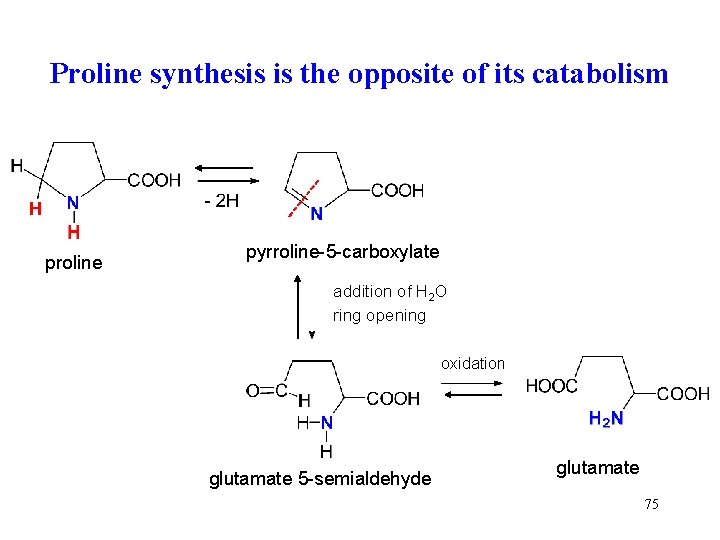 Proline synthesis is the opposite of its catabolism proline pyrroline-5 -carboxylate addition of H