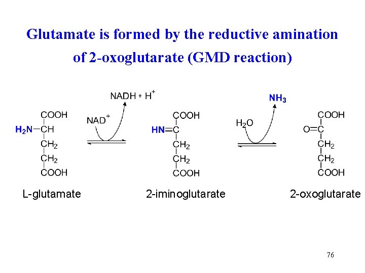 Glutamate is formed by the reductive amination of 2 -oxoglutarate (GMD reaction) L-glutamate 2