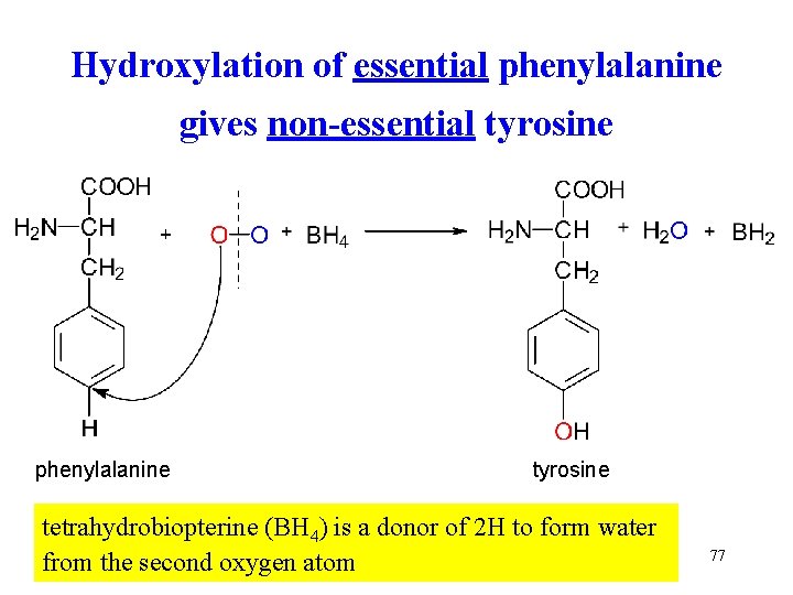 Hydroxylation of essential phenylalanine gives non-essential tyrosine phenylalanine tyrosine tetrahydrobiopterine (BH 4) is a