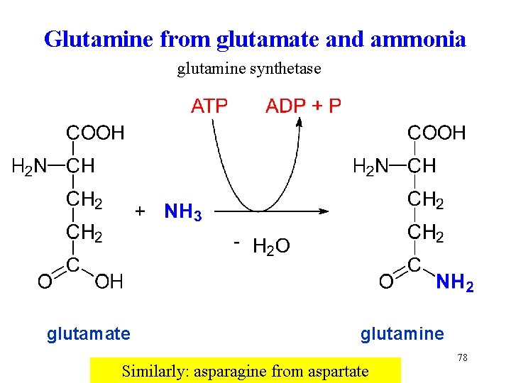 Glutamine from glutamate and ammonia glutamine synthetase glutamate glutamine Similarly: asparagine from aspartate 78