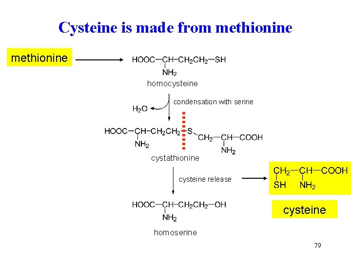 Cysteine is made from methionine homocysteine condensation with serine cystathionine cysteine release cysteine homoserine