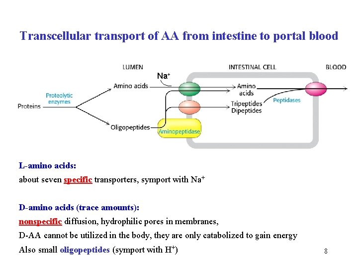 Transcellular transport of AA from intestine to portal blood Na+ L-amino acids: about seven