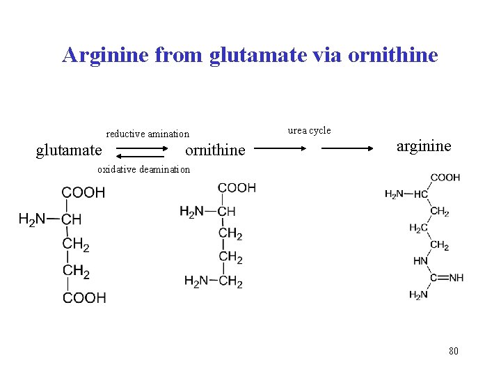 Arginine from glutamate via ornithine reductive amination glutamate ornithine urea cycle arginine oxidative deamination