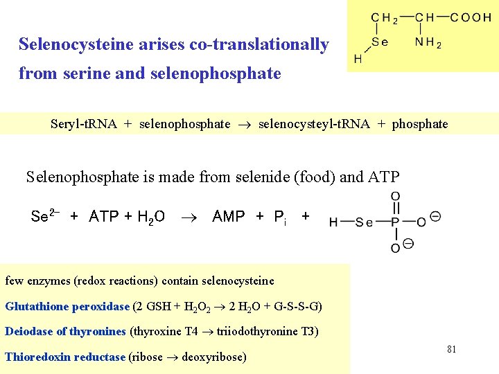 Selenocysteine arises co-translationally from serine and selenophosphate Seryl-t. RNA + selenophosphate selenocysteyl-t. RNA +