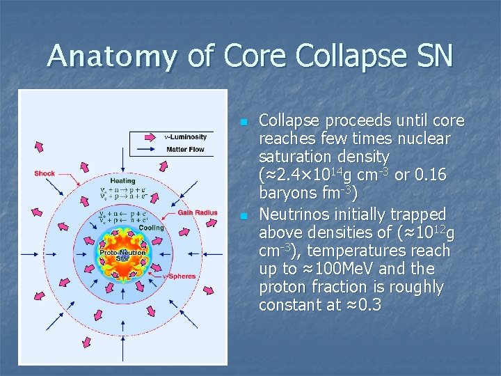 Anatomy of Core Collapse SN n n Collapse proceeds until core reaches few times
