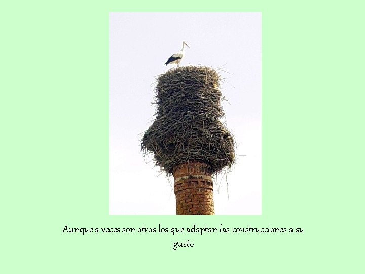 Aunque a veces son otros los que adaptan las construcciones a su gusto 