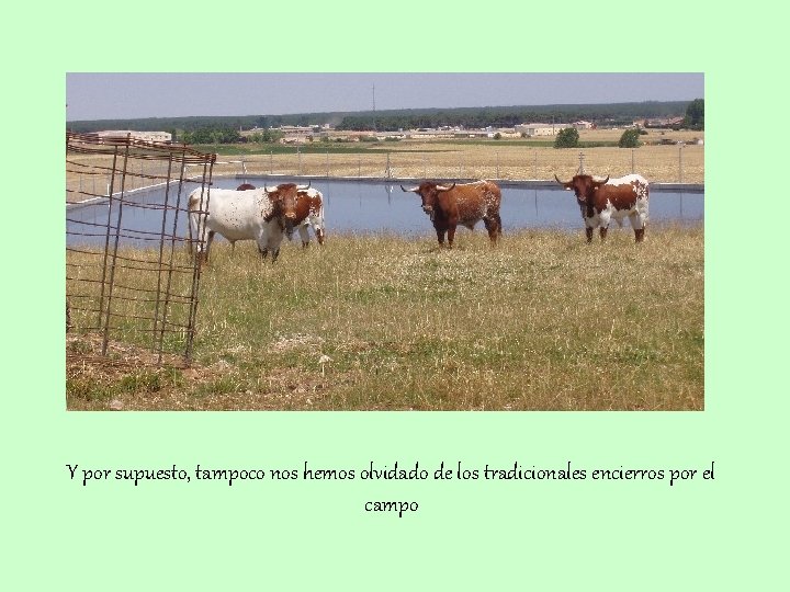 Y por supuesto, tampoco nos hemos olvidado de los tradicionales encierros por el campo