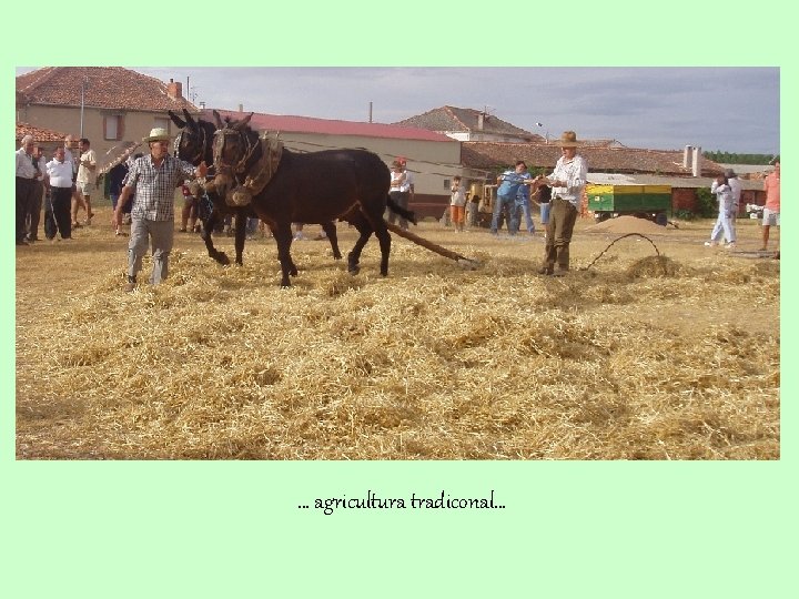 … agricultura tradiconal… 