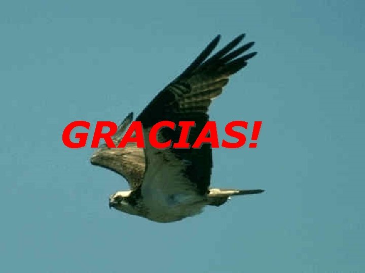 GRACIAS! 