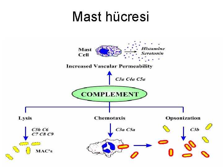 Mast hücresi 