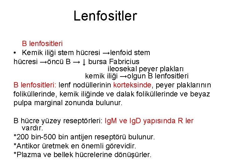 Lenfositler B lenfositleri • Kemik iliği stem hücresi →lenfoid stem hücresi →öncü B →