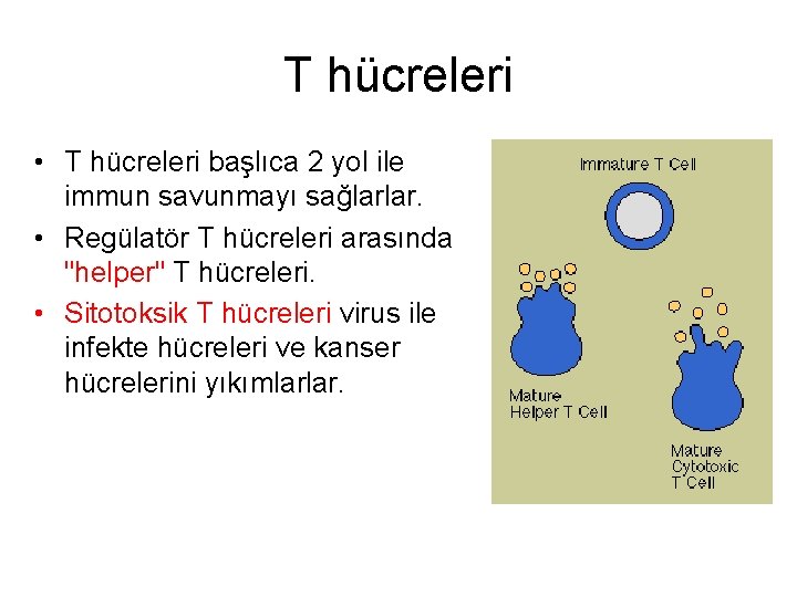 T hücreleri • T hücreleri başlıca 2 yol ile immun savunmayı sağlarlar. • Regülatör