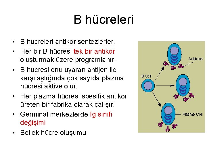 B hücreleri • B hücreleri antikor sentezlerler. • Her bir B hücresi tek bir