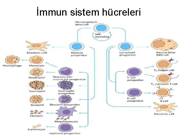 İmmun sistem hücreleri 