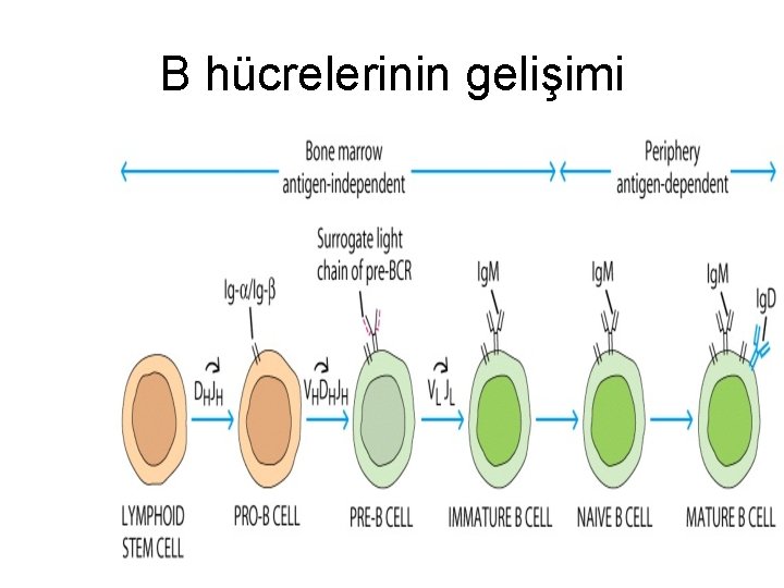 B hücrelerinin gelişimi 