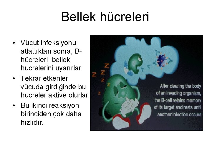 Bellek hücreleri • Vücut infeksiyonu atlattıktan sonra, Bhücreleri bellek hücrelerini uyarırlar. • Tekrar etkenler