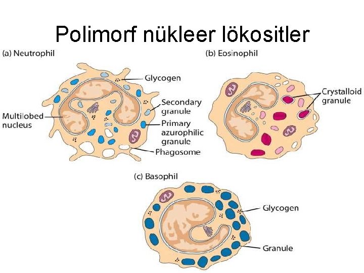 Polimorf nükleer lökositler 