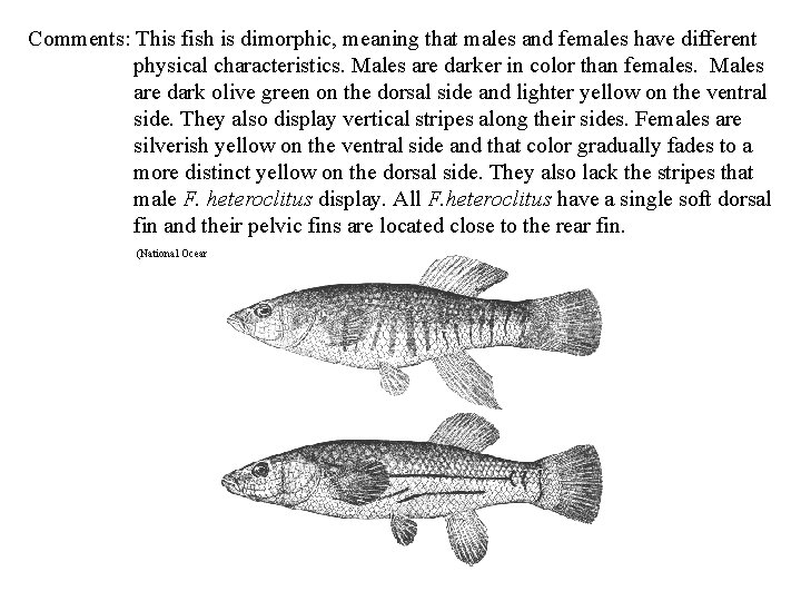 Comments: This fish is dimorphic, meaning that males and females have different physical characteristics.