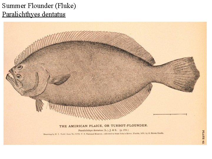 Summer Flounder (Fluke) Paralichthyes dentatus 