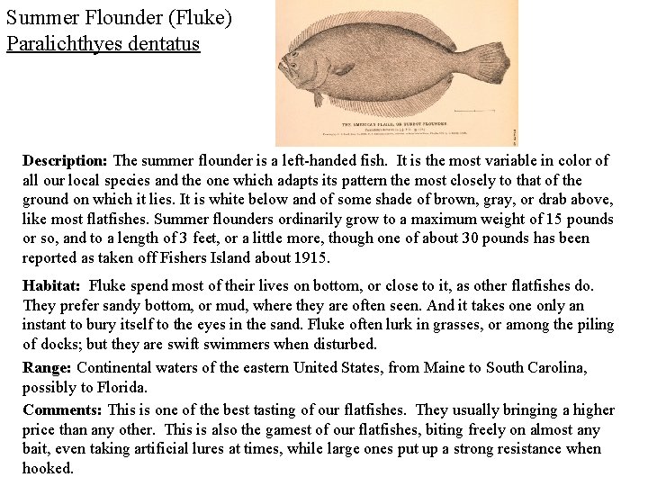 Summer Flounder (Fluke) Paralichthyes dentatus Description: The summer flounder is a left-handed fish. It