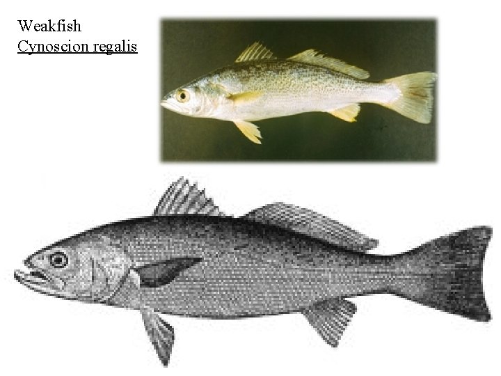 Weakfish Cynoscion regalis 