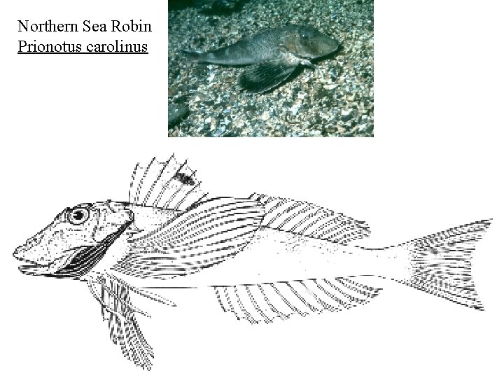 Northern Sea Robin Prionotus carolinus 