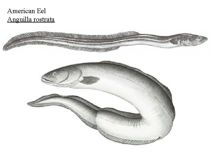 American Eel Anguilla rostrata 