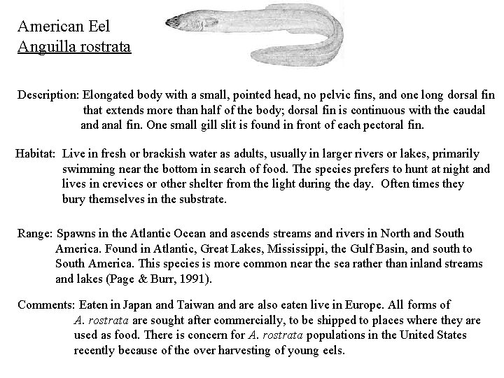 American Eel Anguilla rostrata Description: Elongated body with a small, pointed head, no pelvic