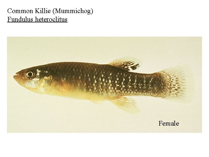 Common Killie (Mummichog) Fundulus heteroclitus Female 
