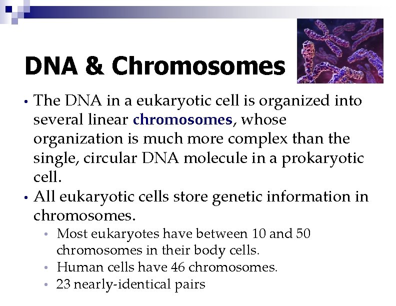 DNA & Chromosomes • • The DNA in a eukaryotic cell is organized into