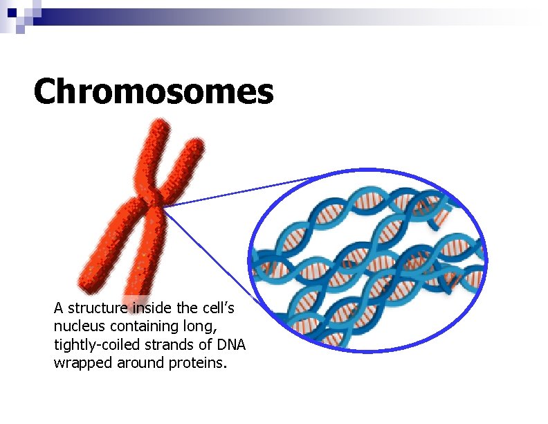 Chromosomes A structure inside the cell’s nucleus containing long, tightly-coiled strands of DNA wrapped