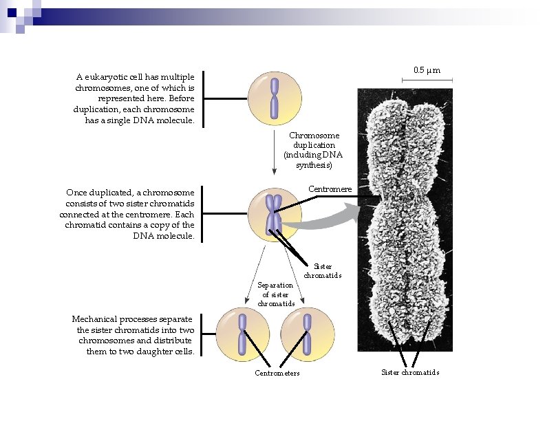 0. 5 µm A eukaryotic cell has multiple chromosomes, one of which is represented