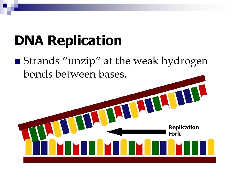 DNA Replication n Strands “unzip” at the weak hydrogen bonds between bases. Replication Fork