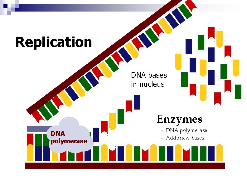 Replication DNA bases in nucleus Enzymes DNA polymerase • Adds new bases • Replication DNA bases in nucleus Enzymes DNA polymerase • Adds new bases •