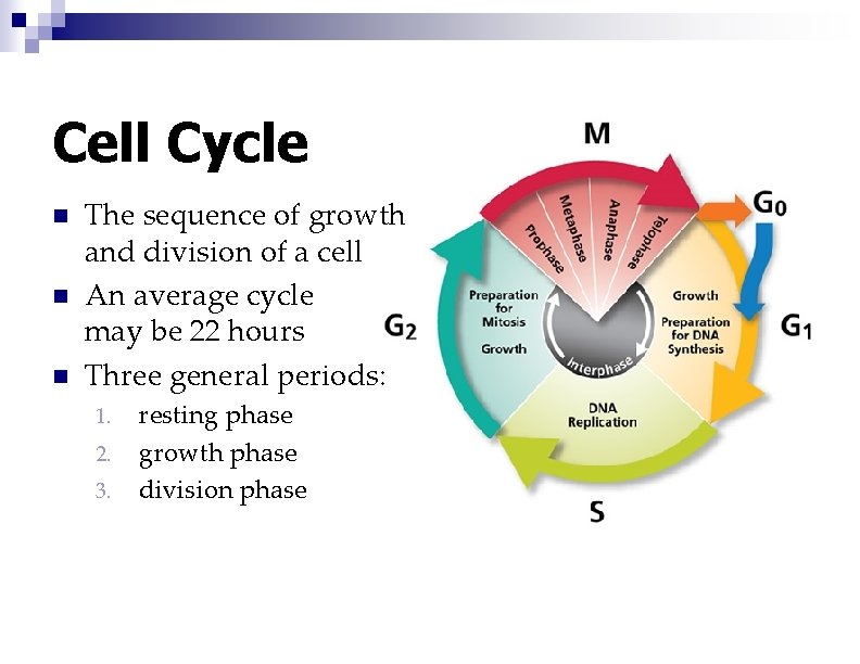 Cell Cycle n n n The sequence of growth and division of a cell