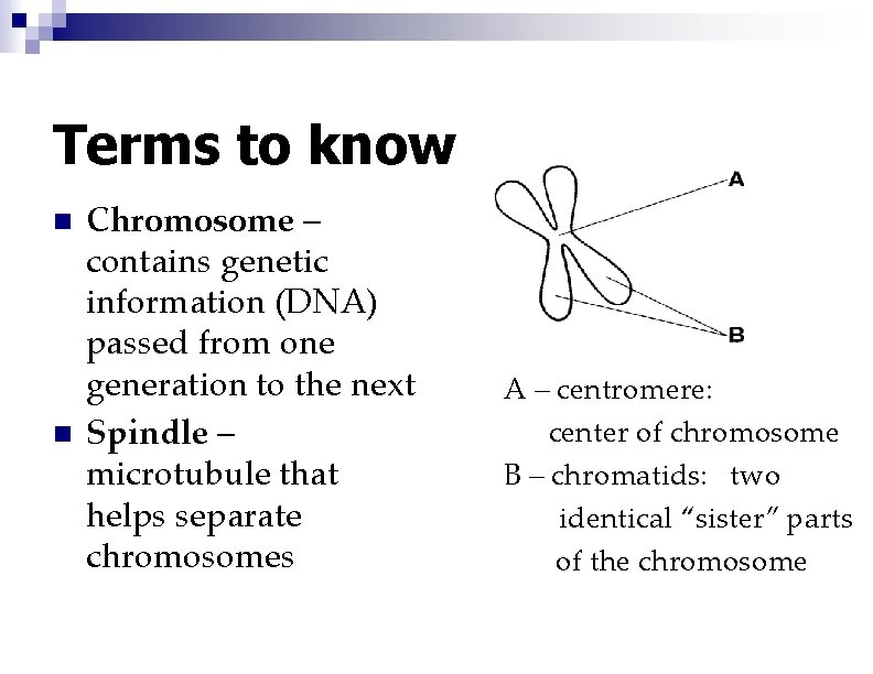 Terms to know n n Chromosome – contains genetic information (DNA) passed from one