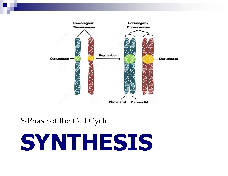S-Phase of the Cell Cycle SYNTHESIS 
