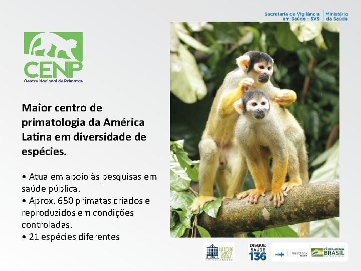 Maior centro de primatologia da América Latina em diversidade de espécies. • Atua em