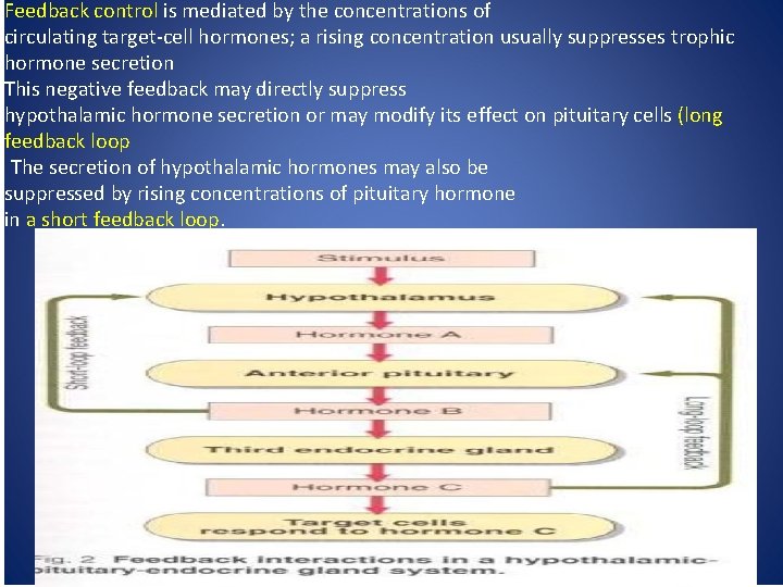 Feedback control is mediated by the concentrations of circulating target-cell hormones; a rising concentration