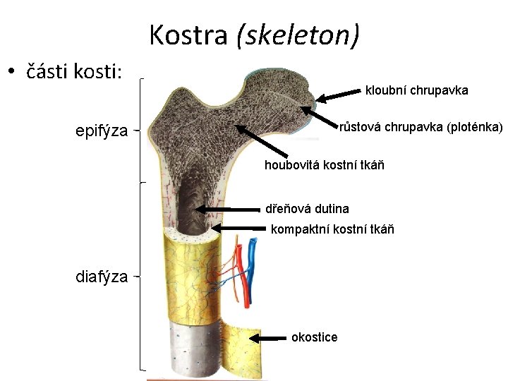 Kostra (skeleton) • části kosti: kloubní chrupavka růstová chrupavka (ploténka) epifýza houbovitá kostní tkáň