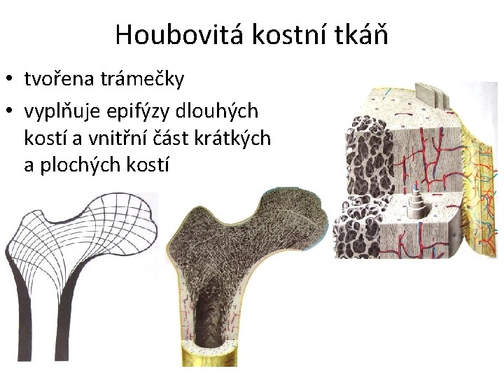 Houbovitá kostní tkáň • tvořena trámečky • vyplňuje epifýzy dlouhých kostí a vnitřní část