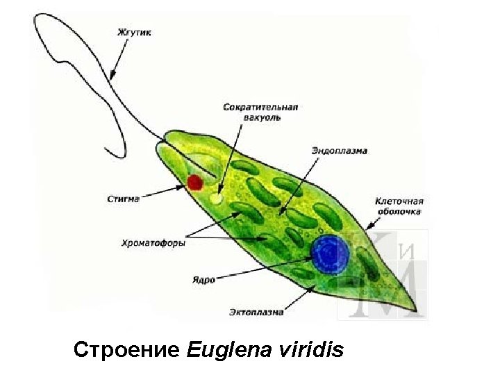 Строение Euglena viridis 