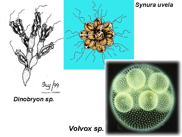 Synura uvela Dinobryon sp. Volvox sp. 
